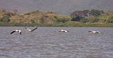 Ethiopia - Lago Chamo - Pellicani - 10